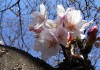 お花見には欠かせない上野公園の屋台の場所や時間帯情報